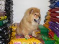 /album/galeria-de-fotos-pagina-inicial/pqaaafioa6kvv1uqtciwor3zbcyswkgvomfszgruakjm7pacz9xx0jtroavanxblutbcuozi7bq2xsdpdvcrac1kztoam1t1umqjygivtkyobbbblcf87abzxqzu-jpg/